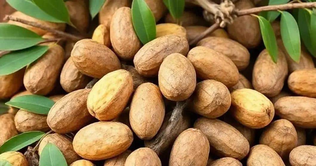 Curiosidades sobre a Castanha de Baru Curiosidades sobre a Castanha de Baru