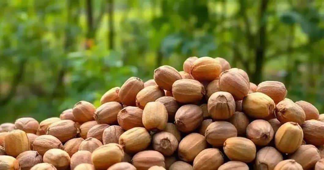 Curiosidades sobre a Castanha de Baru
