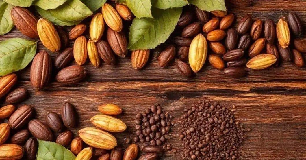 Curiosidades sobre o Cacau e sua produção Curiosidades sobre o Cacau e sua produção