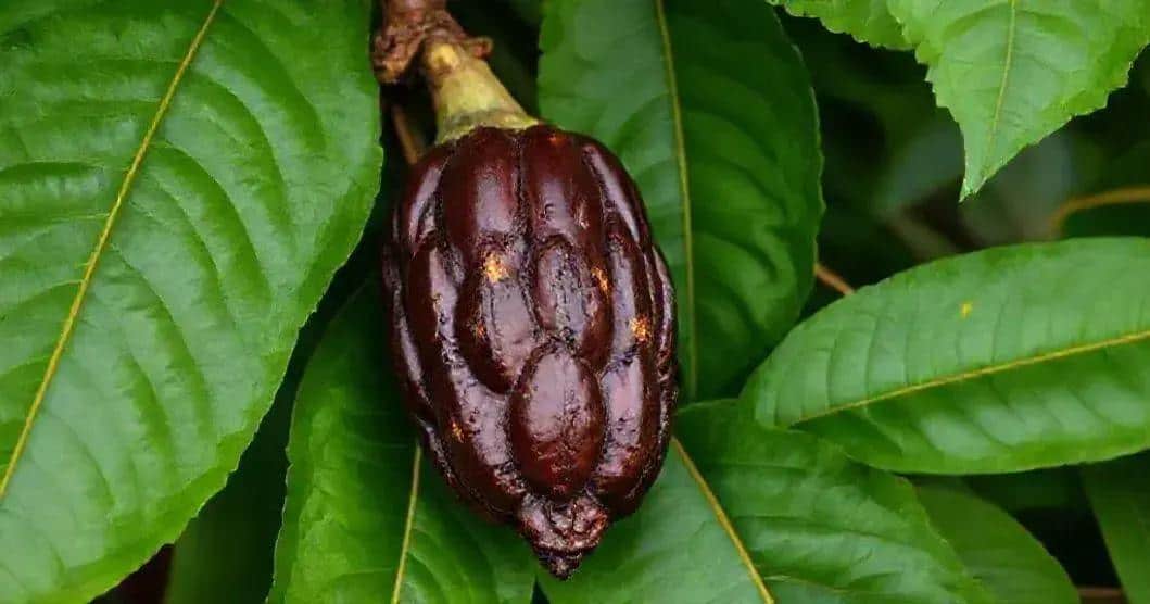 Patrimônio Doce: O Reconhecimento do Cacau como Tesouro da Humanidade 1 Patrimônio Doce: O Reconhecimento do Cacau como Tesouro da Humanidade